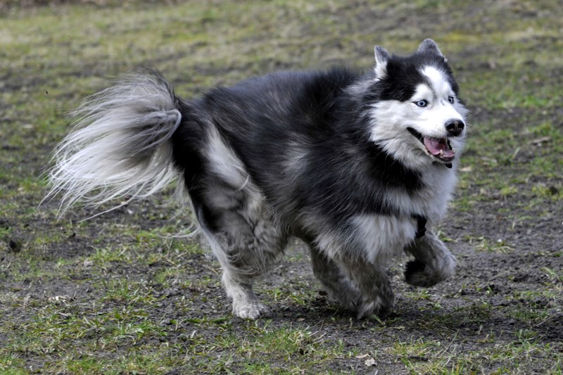 Husky auf der Jagd evt. Alaskan Malamute.