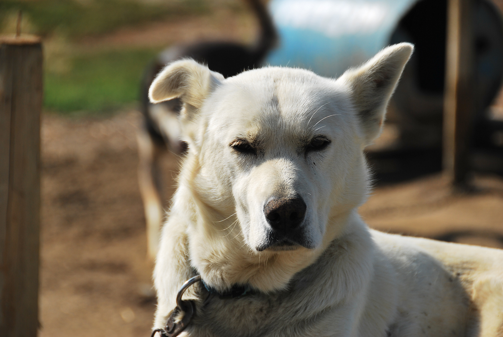 Husky auf der Ranch von Frank Turner, eine Musher-Ikone