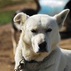 Husky auf der Ranch von Frank Turner, eine Musher-Ikone