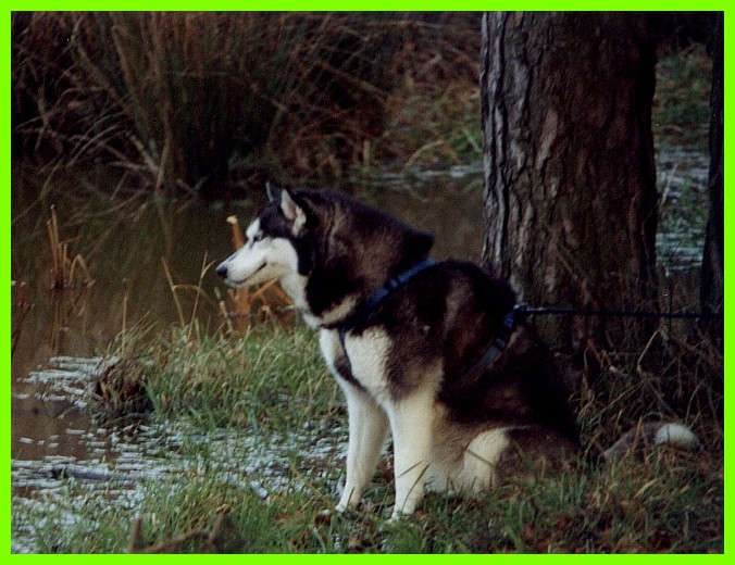 Husky auf Gras