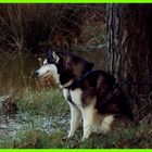 Husky auf Gras