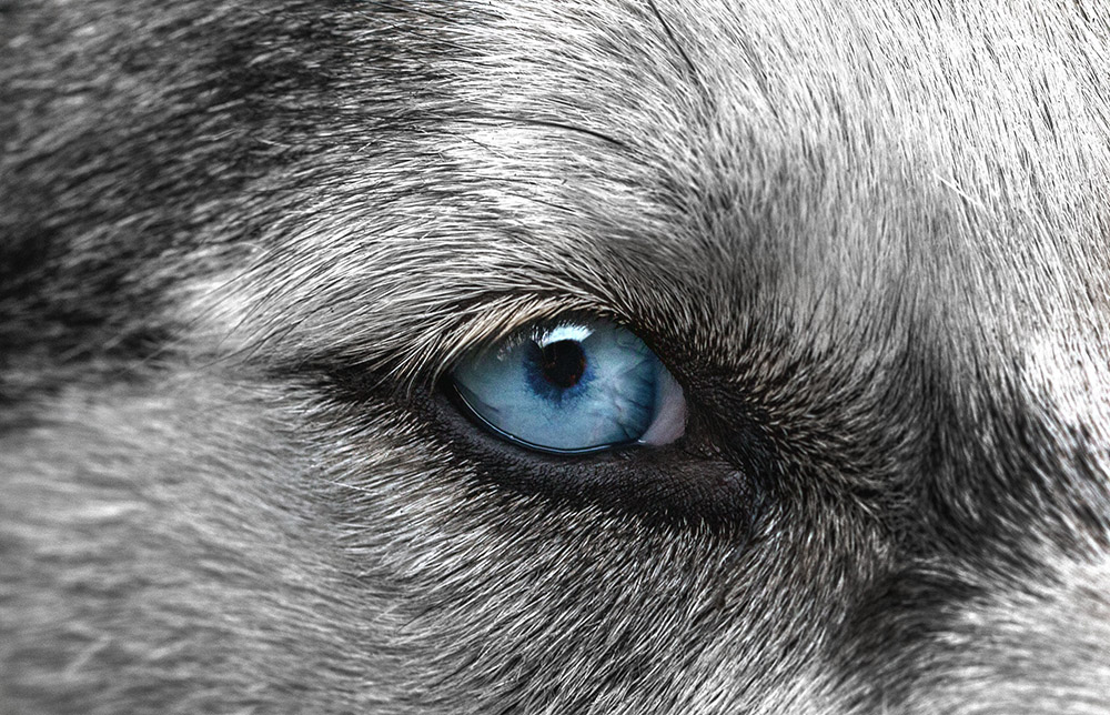 Husky Auge