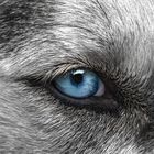 Husky Auge