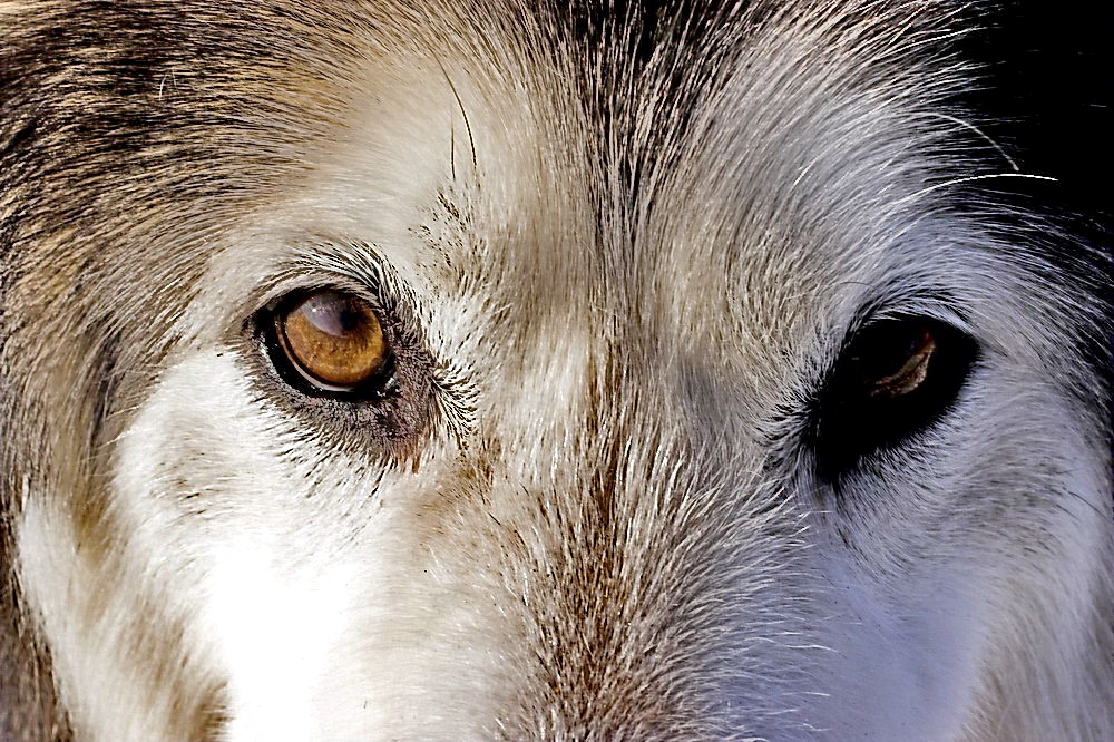 Husky Augen