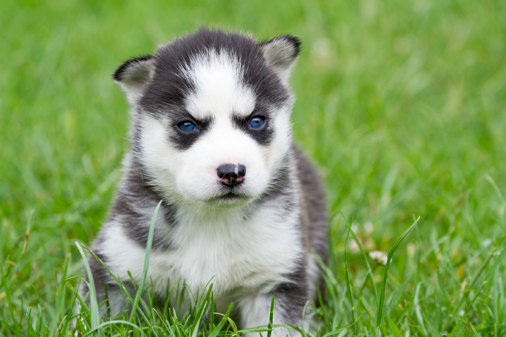 "Husky Baby"