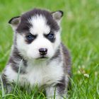 "Husky Baby"