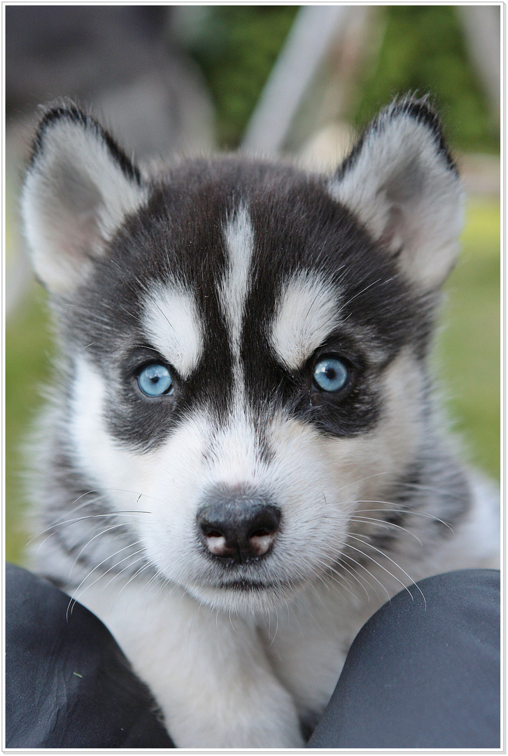 Husky "Baby"