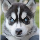 Husky "Baby"