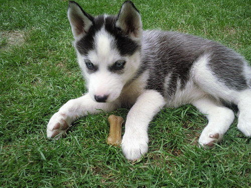 Husky Baby Luna