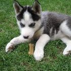 Husky Baby Luna