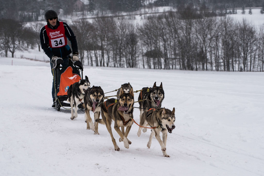 Husky bei der Arbeit