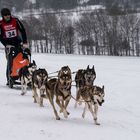 Husky bei der Arbeit