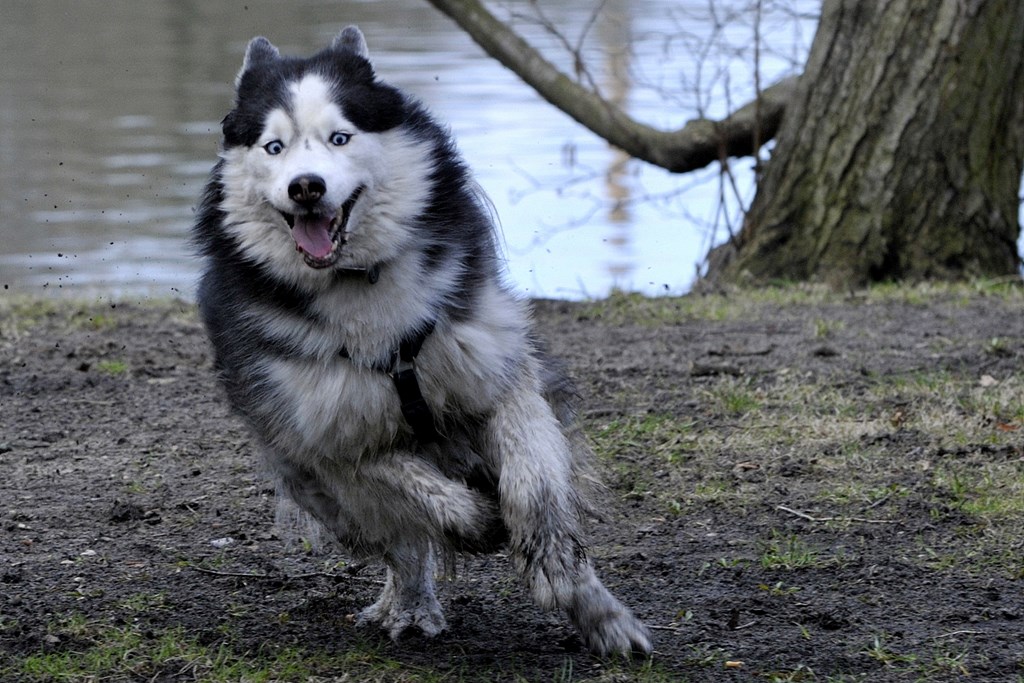 "Husky bei der Jagd"