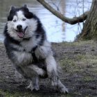 "Husky bei der Jagd"