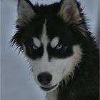 Husky - Blick