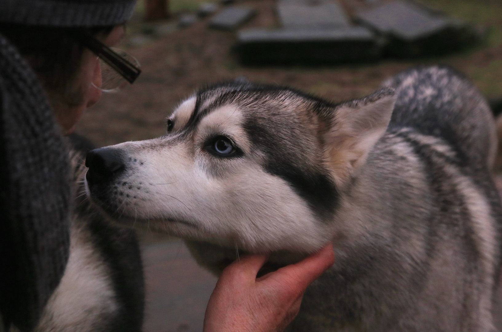 husky blick