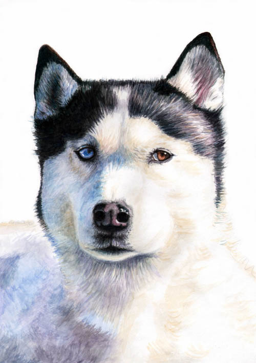 Husky Blue