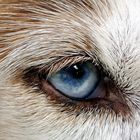 Husky blue Eyes