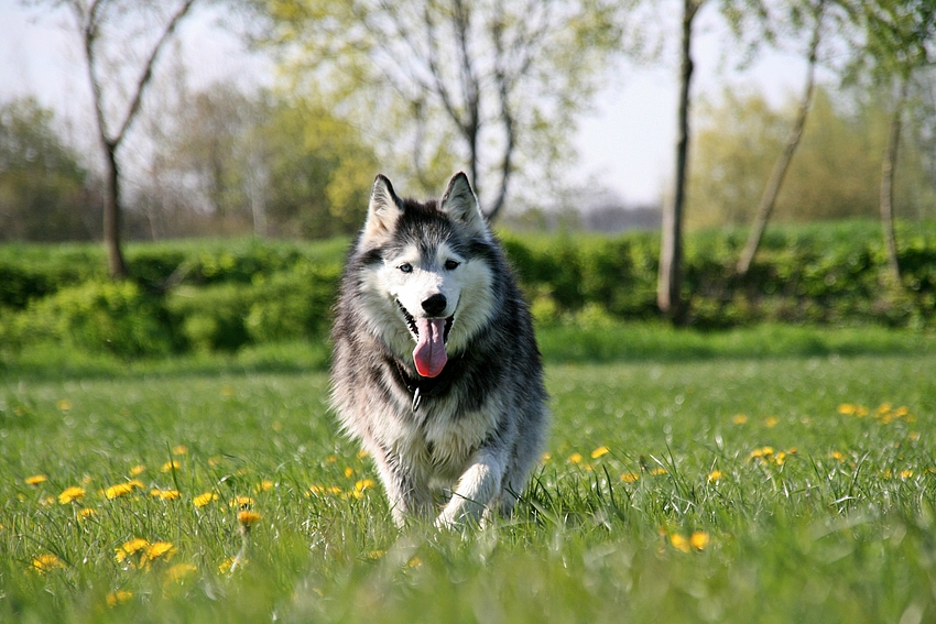 Husky - Blue Lightning of Born to Run