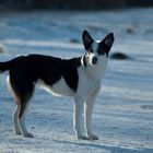 Husky-Border-Collie-Mix 2