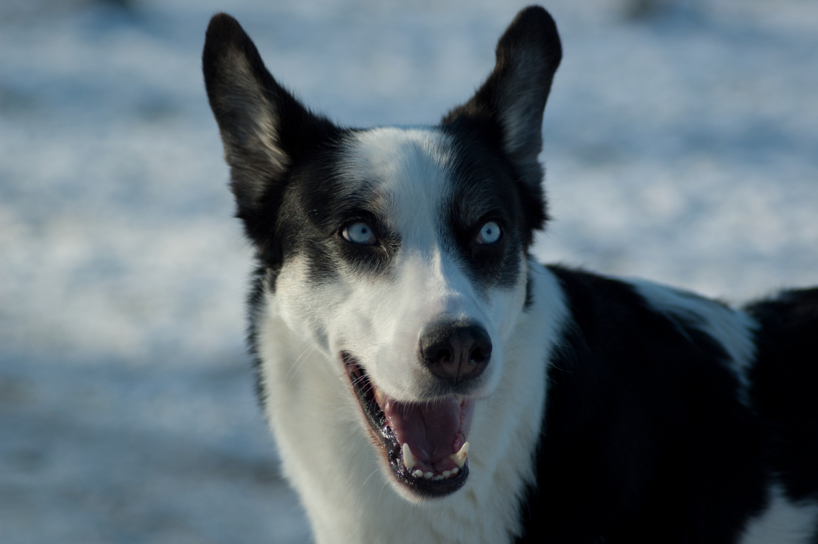 Husky-Border-Collie-Mix