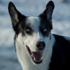 Husky-Border-Collie-Mix