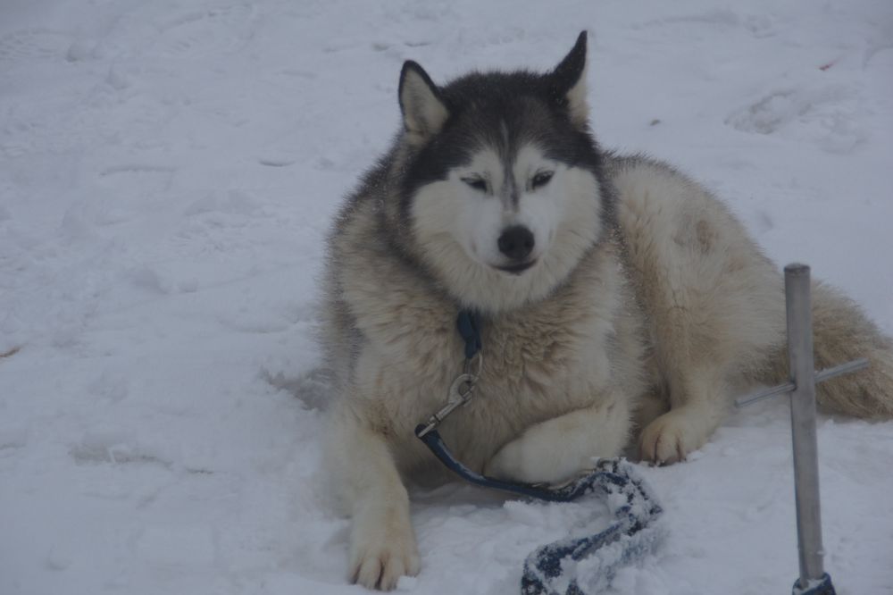 Husky braun