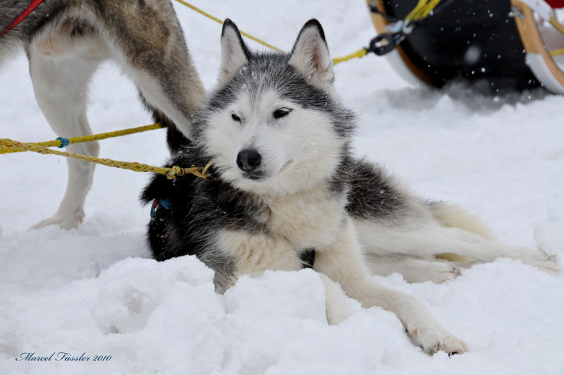 Husky Camp Muotathal