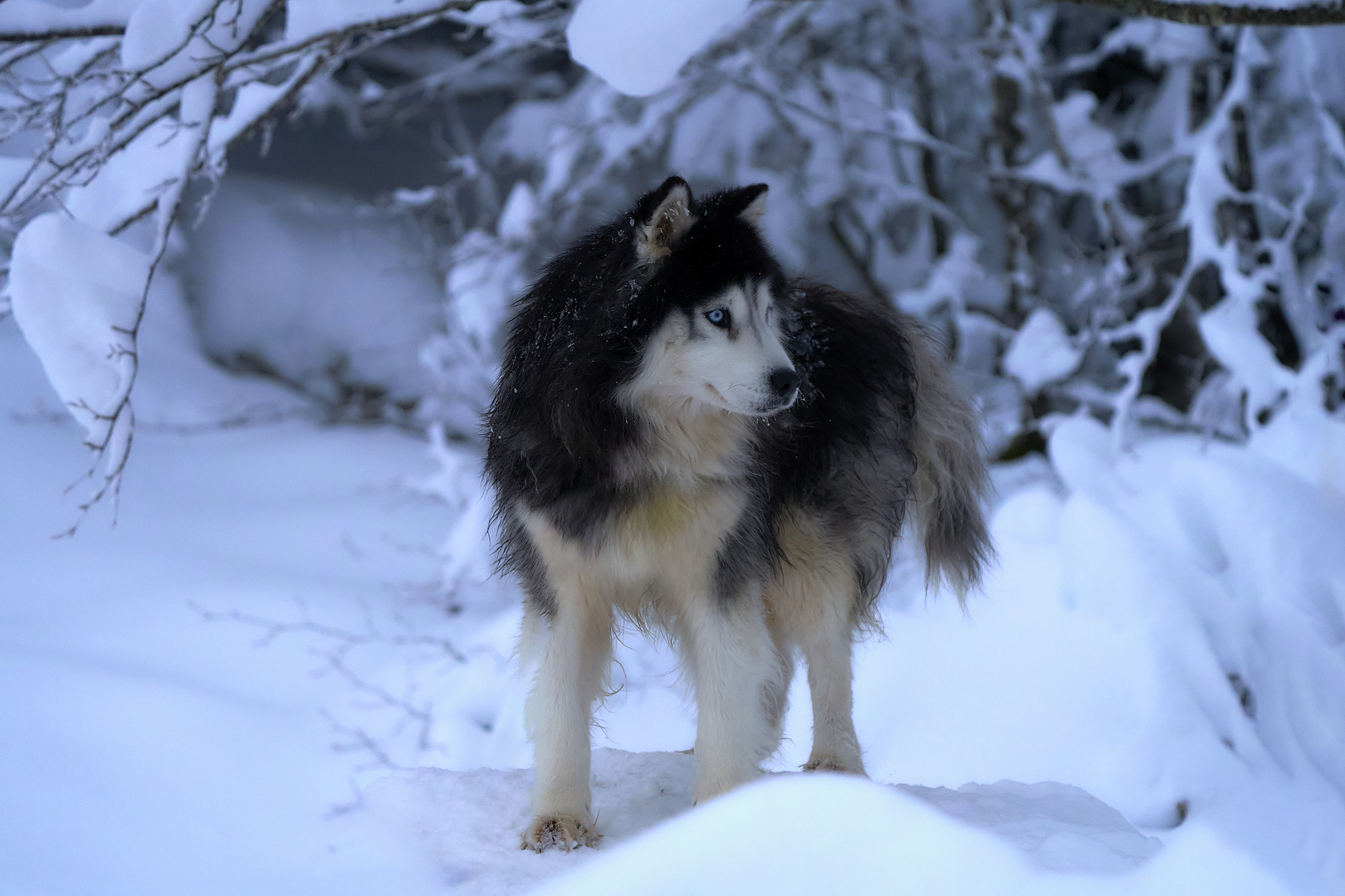 Husky 