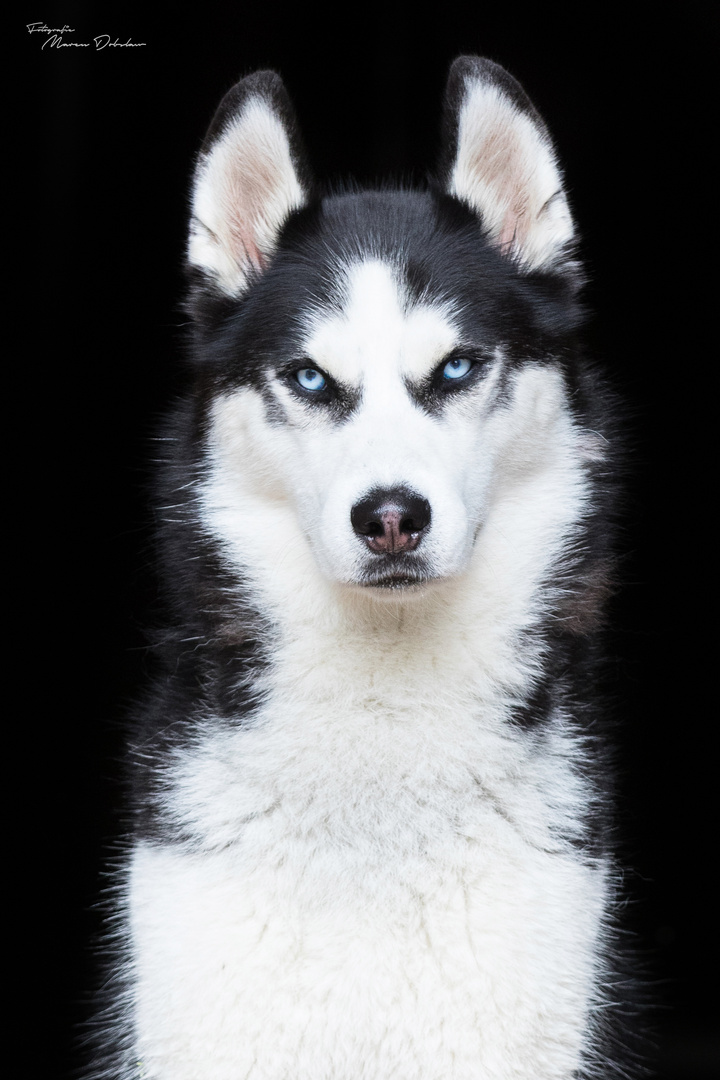 Husky