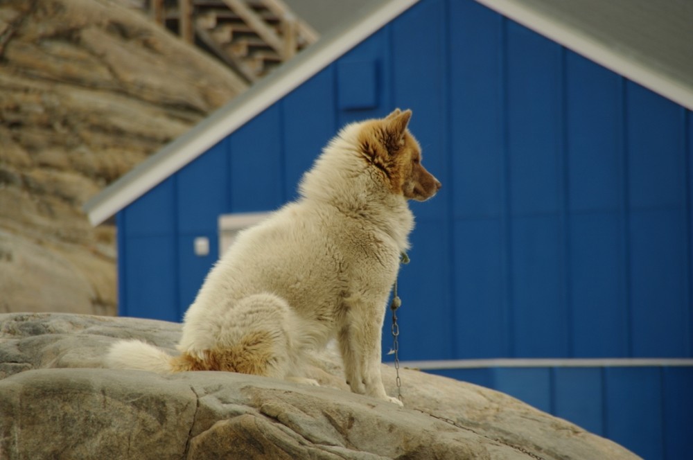 Husky