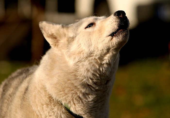 Husky