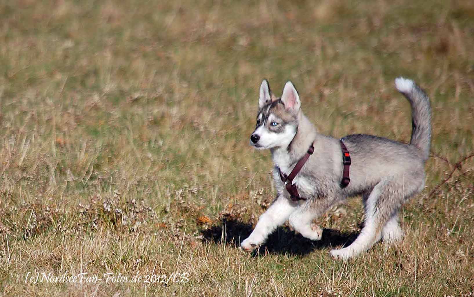 Husky-Dame Tikaani