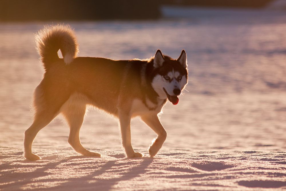 || Husky - Der Hund ||