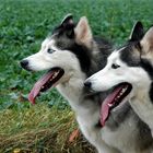 Husky Duo