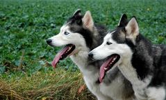 Husky Duo