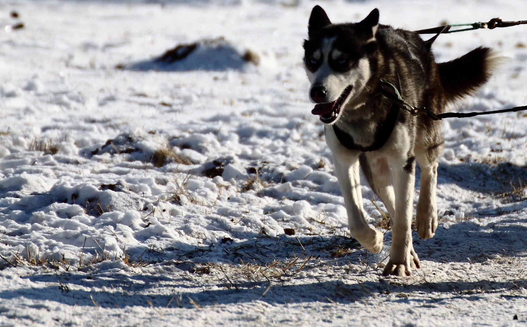 Husky