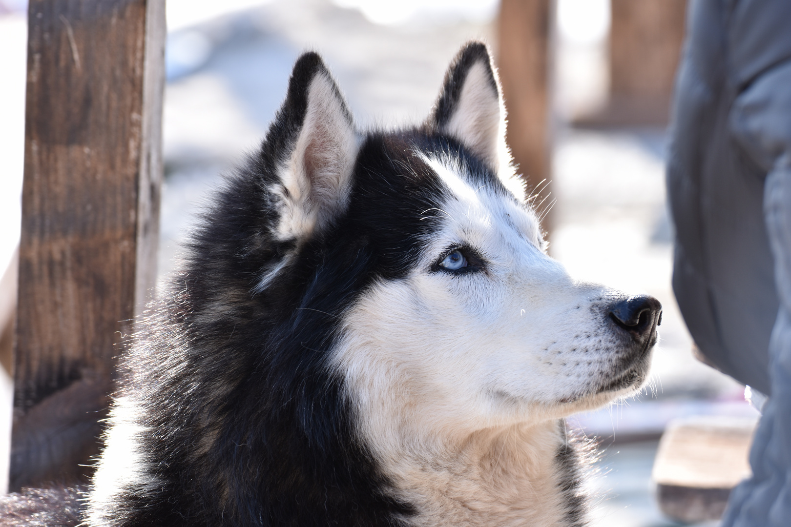 Husky 