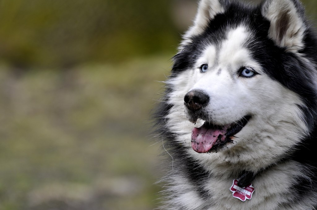 Husky evt. Alaskan Malamute Huskykopf