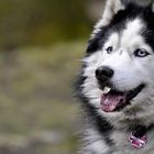 Husky evt. Alaskan Malamute Huskykopf