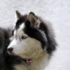 Husky evt. Alaskan Malamute Huskykopf