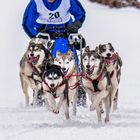 Husky Express - Sport018