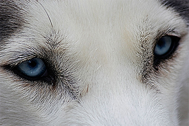 Husky Eyes