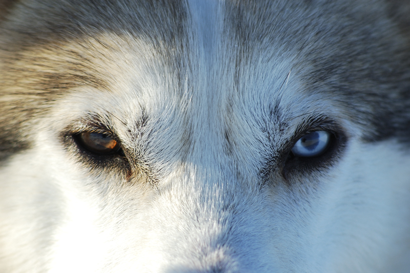 Husky-Eyes
