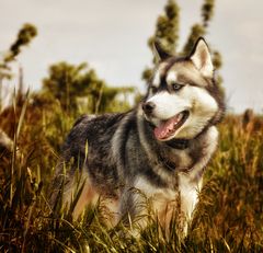 Husky