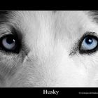 Husky