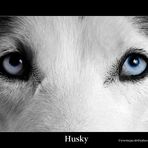 Husky