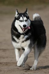 Husky