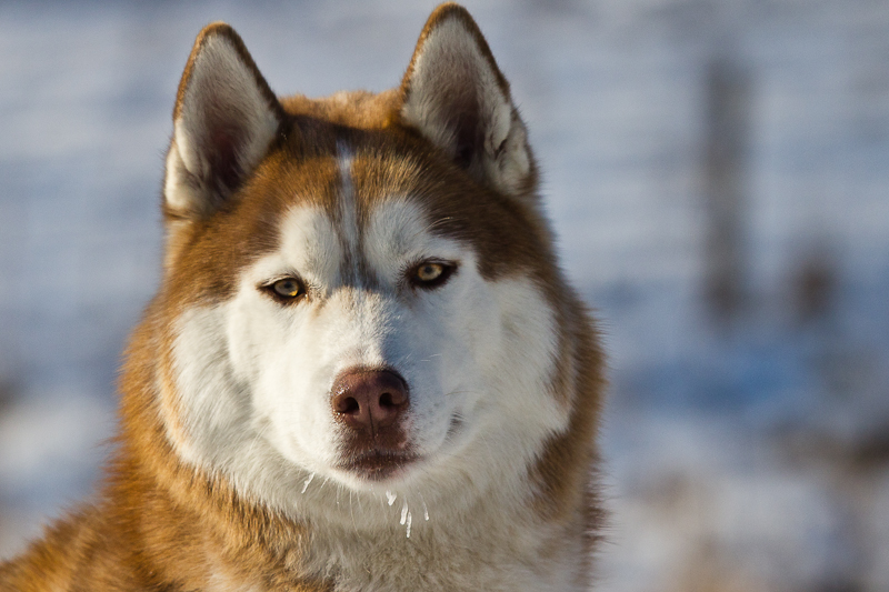 Husky