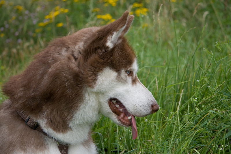 Husky